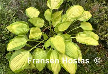 Hosta Made in Spades